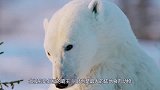 饿疯的北极熊捕杀海豹，这战斗力看呆了，直接秒杀海豹！