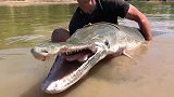男子捕到”史前巨鱼“，鳞片坚硬如人类牙齿，内脏有剧毒！