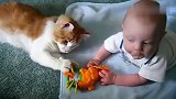 猫咪抢宝宝的玩具，喵星人逗宝宝玩