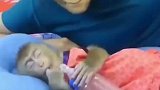 小妹带上猴子面具吓到小猴