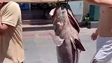 这条鱼没想到会被人抬着走