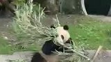 动物园内熊猫吃着吃着竟耍起了功夫