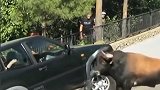 小哥哥带全家去旅行，没想到路上碰到一头牛，这牛脾气还真是大！