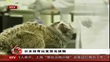日本培育出“荧光猴”血液皮肤发绿光