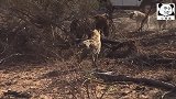饥饿鬣狗群试图追杀一只雄狮
