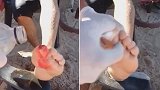 阿根廷一男子在河中游泳遭食人鱼袭击 被咬掉大脚趾