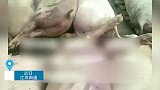 猪场跳闸高温致上千头猪死亡，员工：猪价低老板没请人值夜，损失千万