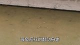 繁殖季节深圳水沟鱼群疯狂产卵，场面极其壮观
