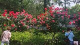合肥逍遥津公园月季花盛开，喜迎“五一”劳动节，游客拍照留影
