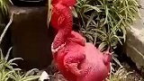 红了就有钱，大金链子都整上了