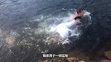 大白鹅见人就怼，当遇上老大爷就只有被卡脖子的份，这下老实了