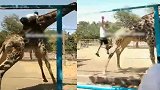 作死系列！醉汉公园内翻护栏骑长颈鹿 被鹿怒甩两次重摔在地