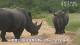 豹子打犀牛主意，不料却被犀牛鄙视，犀牛：我给你脸了？