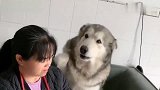 姥姥说喜欢猫咪，阿拉斯加吃醋了，姥姥：你是不是不爱我了