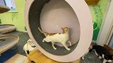 改造沦为猫窝的跑步机，从此猫咪爱上了跑步
