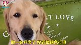 金毛太抠门了,和主人去参加婚礼只为把随的礼吃回来,逗死了