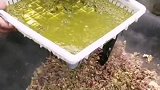 纯绿色火锅，太有食欲了
