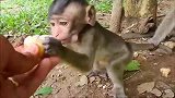 猴妈抢得真带劲，看来要多喂喂