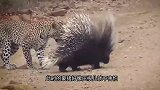 倔强的花豹，强行猎杀豪猪，却被扎得满身是伤