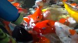 女孩在喂食金鱼，现实版的人与自然，真是一片和谐啊！