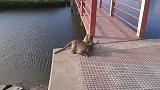 吹着凉风猴子们梳理着毛发，猴子觉得就是天堂！