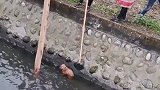 小狗被困在水沟里