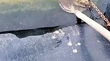 被救后的小刺猬，每天来给恩人送东西！