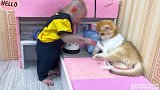 可怜小猫咪打架受伤，小猴子比比化身保姆