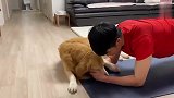 主人忙着健身，金毛非要过来凑热闹，下一秒笑翻了