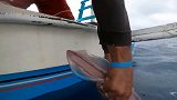 渔民出海捉鱿鱼，没想到运气好遇见鱼群，结果满载而归