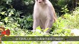 一人将仿真猴丢入猴群，猴子误以为自己失手杀猴，现场让人落泪