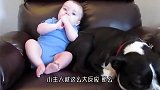 小宝宝偷偷霸占了狗窝,接下来狗狗的反击,妈妈都笑翻了