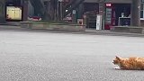 猫咪趁鸽子不备将其抓住