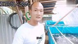 帆布池养虾记47天，虾苗大小相差太大，是什么问题，？