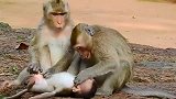 不要用两只大猴子来折磨啊，雷克斯哭泣自己受到的伤害