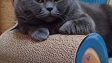 猫咪迷惑行为大赏