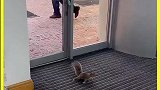 可爱松鼠被玻璃门折磨惨了