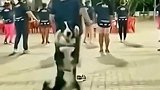 这边牧不会是广场舞的领舞吧