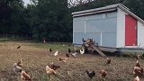 德国农村自由奔跑的鸡，移动的养鸡场！德国 农村