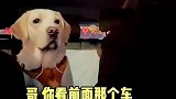 主人带狗子回家，狗子在车上为司机操碎了心