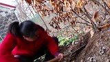 老公干活辛苦，胖妹烧10斤酱香羊棒骨，用吸管喝骨髓，可真香