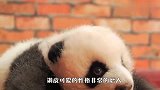 这只小熊猫再次走红网络，竟监工饲养员干活，这也太可爱了吧