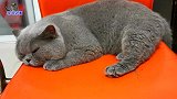 胖公猫绝育回来，主人一个劲劝它想开点，胖公猫的反应让人心疼