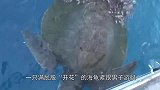 海龟满屁股“开花”，等捞起看清后，渔民一刀下去救了它一命！