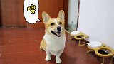 柯基：做狗这一块还是要和你学习