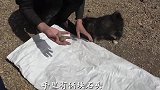 小伙上山采野菜，它浑身长满了刺，必须用皮手套来摘，不是刺老芽