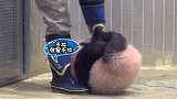 在日本出生的大熊猫香香，现在已经第177天了，还是很喜欢抱大腿