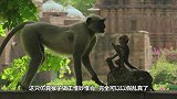 有人将仿真猴丢入猴群，猴子以为是自己失手杀了它，现场让人落泪