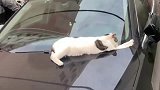 喵星人在车上睡觉的搞笑操作，这胆子有点大啊！