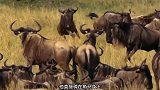 猎豹锁喉羚羊，一招致命，上演教科书式捕猎
